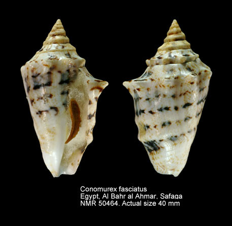 Conomurex fasciatus (12).jpg - Conomurex fasciatus (Born,1778)